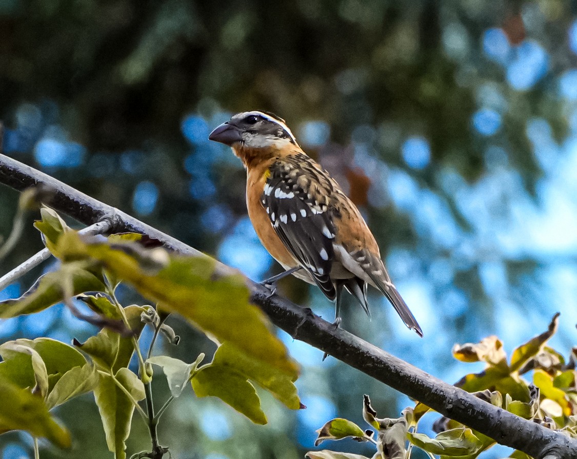 Black-headed Grosbeak - ML641715997