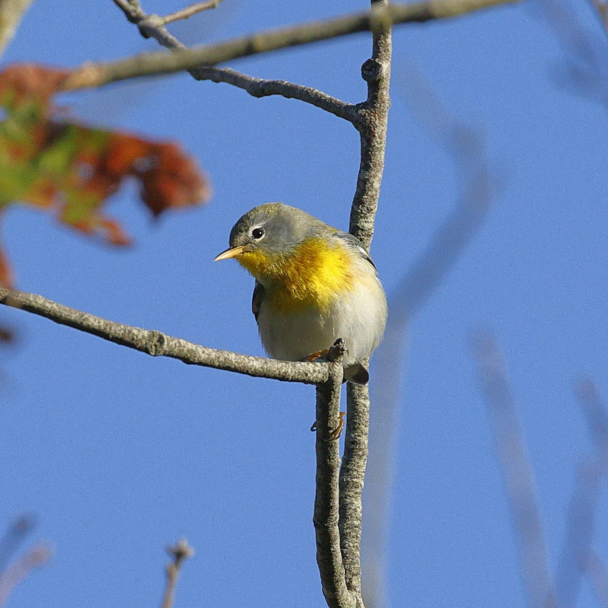 Northern Parula - ML641715999