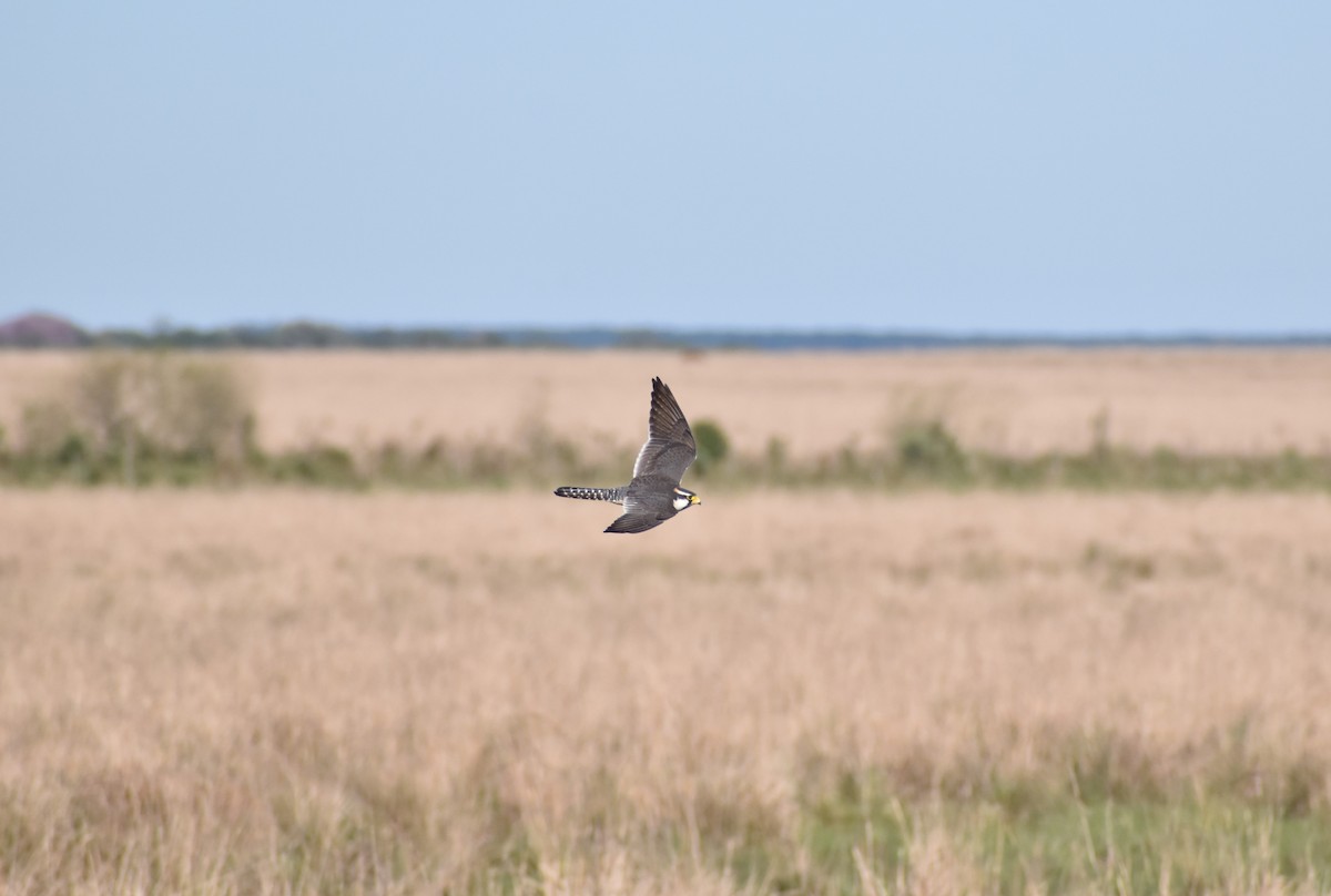 Aplomado Falcon - ML641716016