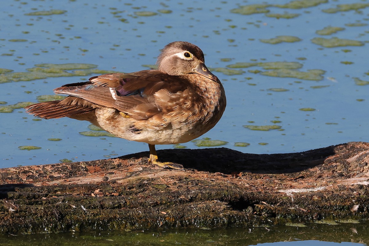 Wood Duck - ML641716037