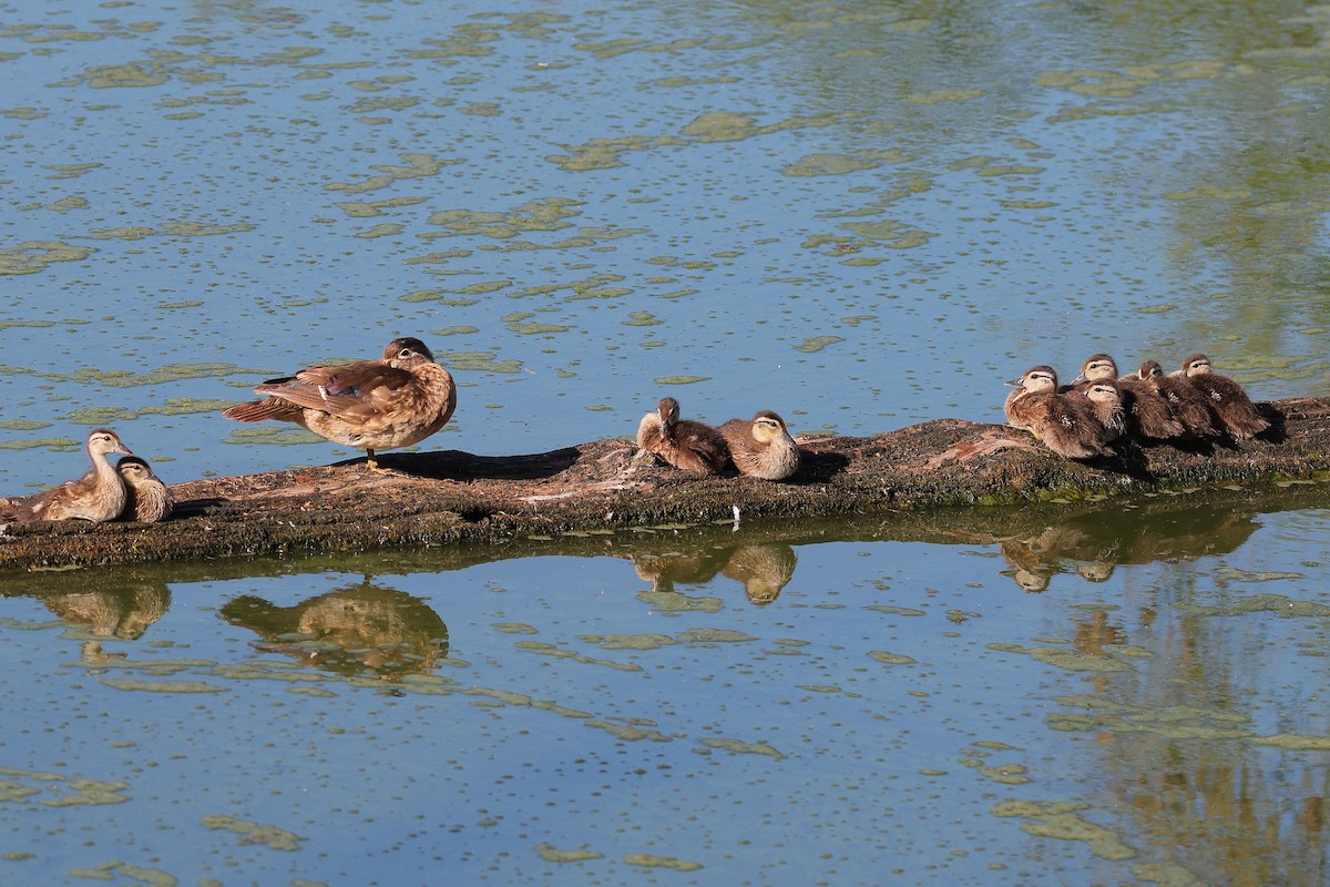 Wood Duck - ML641716038