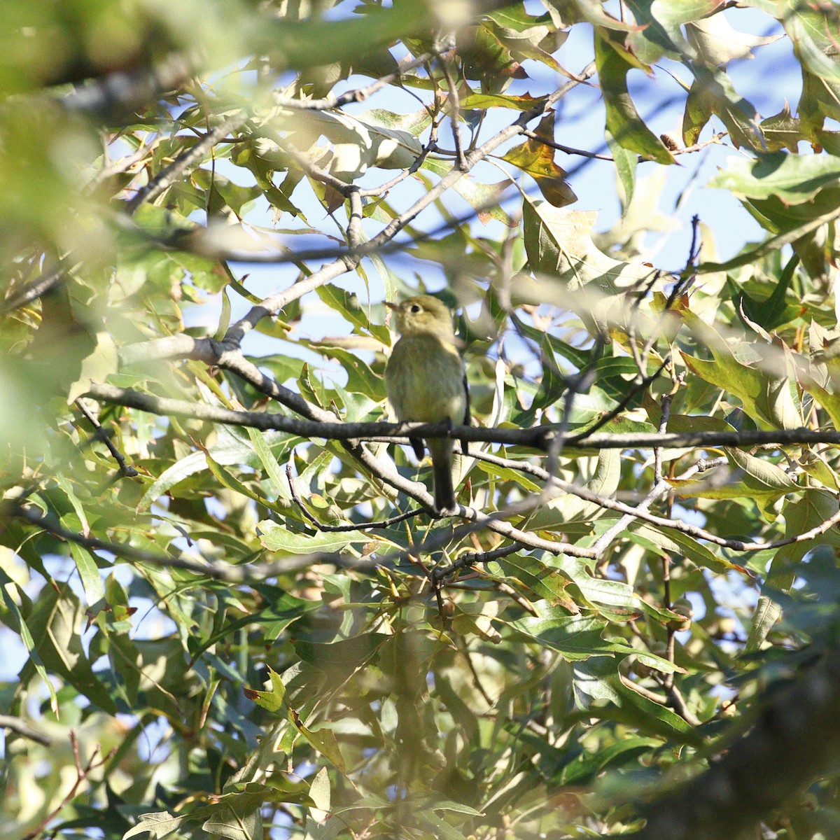 Yellow-bellied Flycatcher - ML641716043
