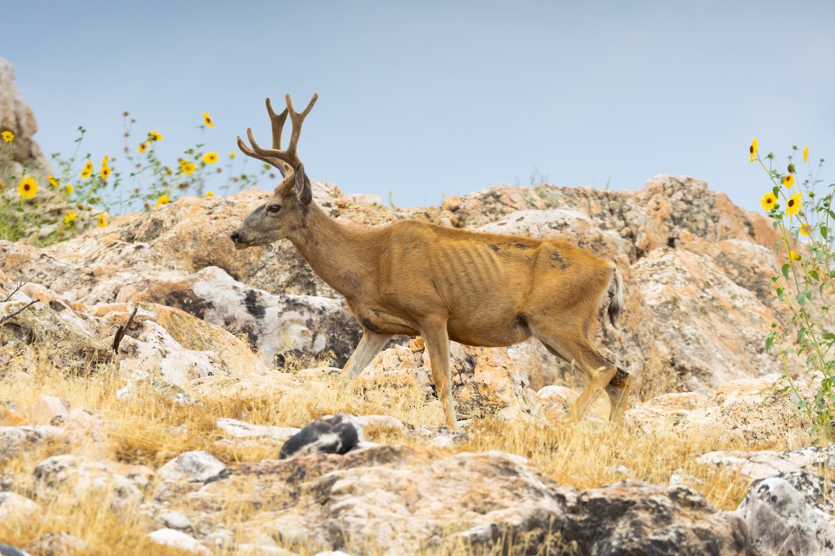 Mule Deer - Quinn Diaz