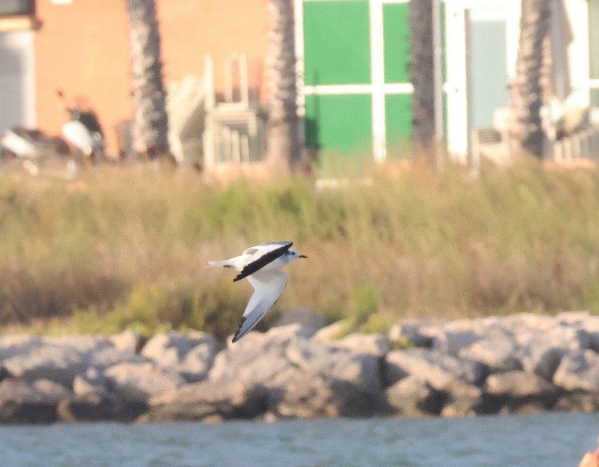 Sabine's Gull - ML641716049