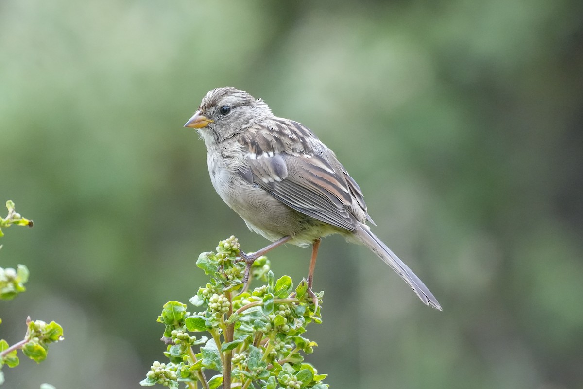 White-crowned Sparrow (nuttalli) - ML641716071