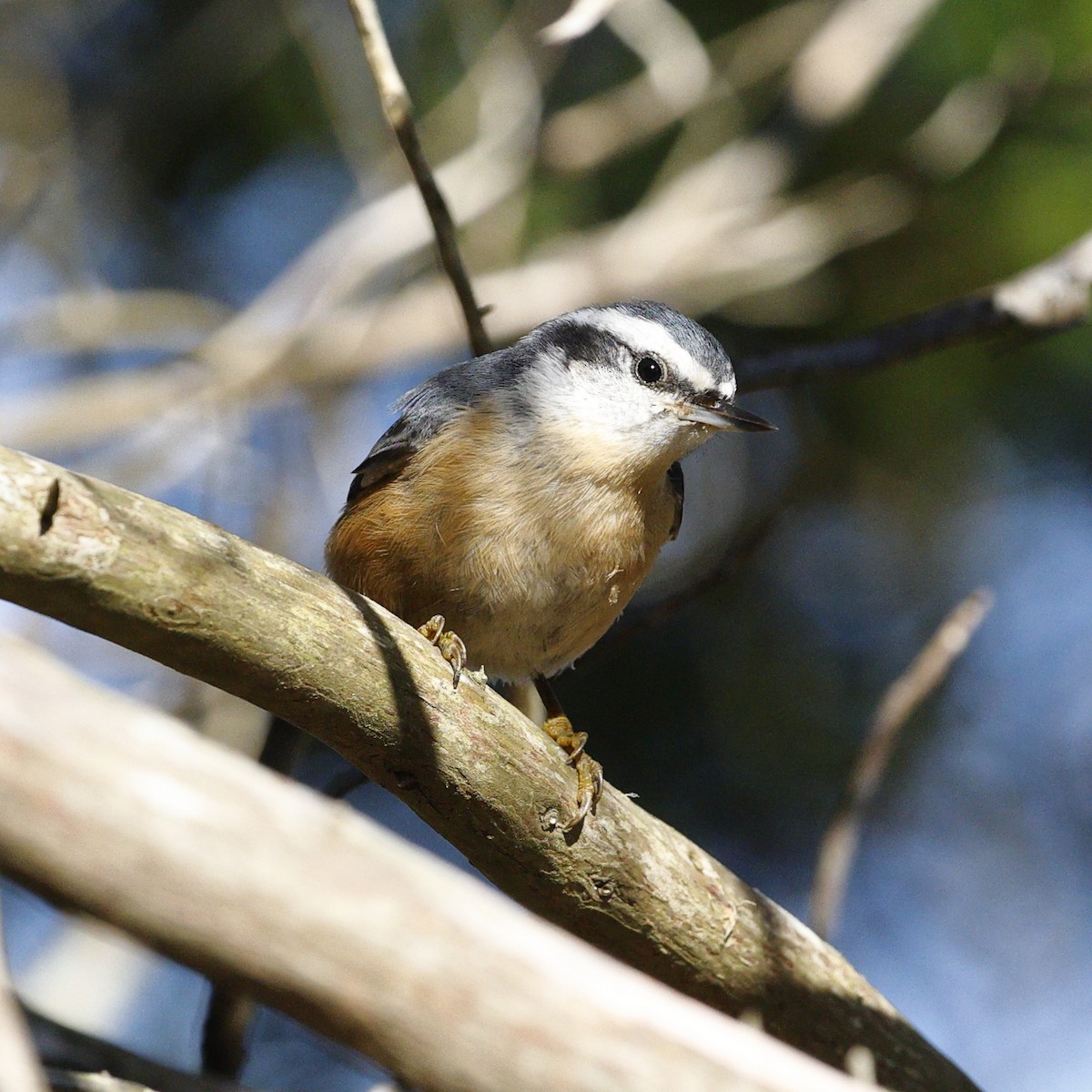 Red-breasted Nuthatch - ML641716118