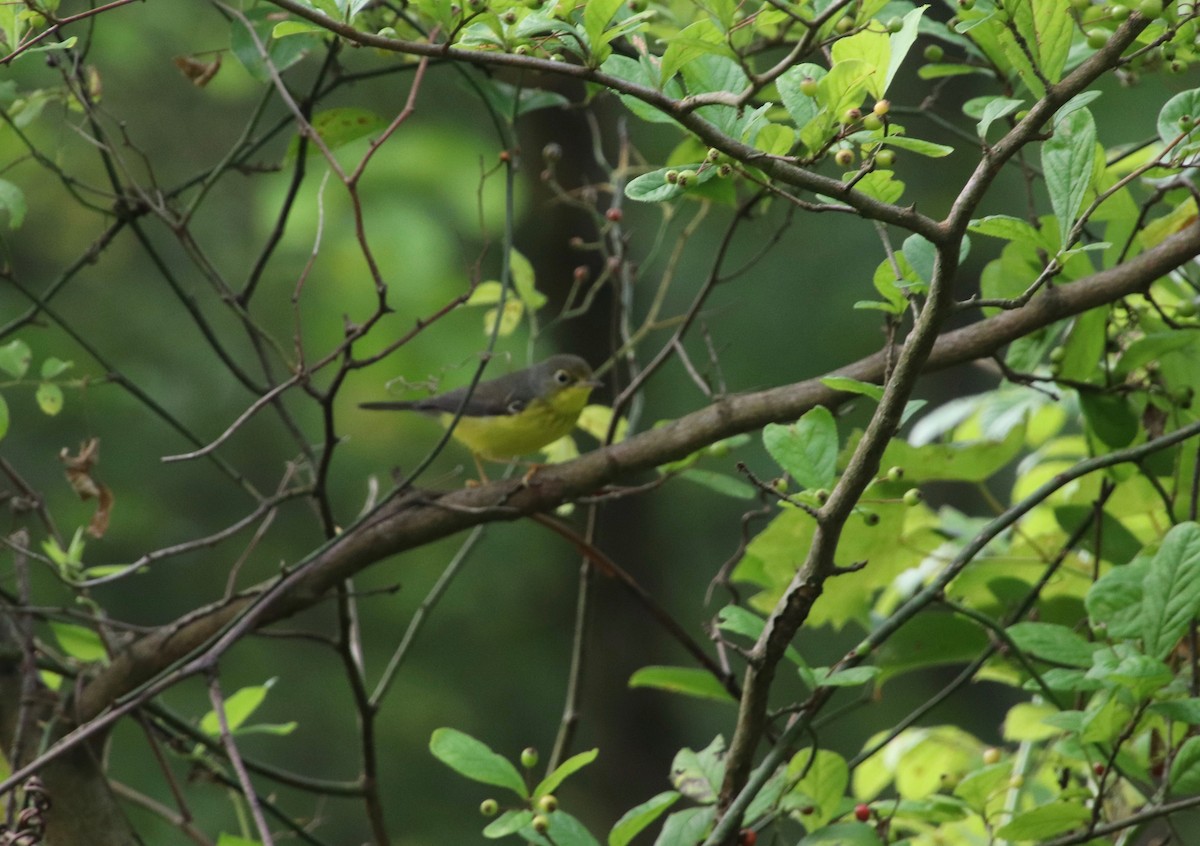 Canada Warbler - ML641716141