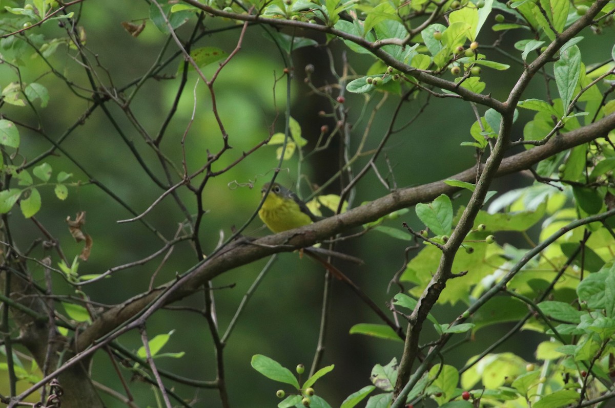 Canada Warbler - ML641716155