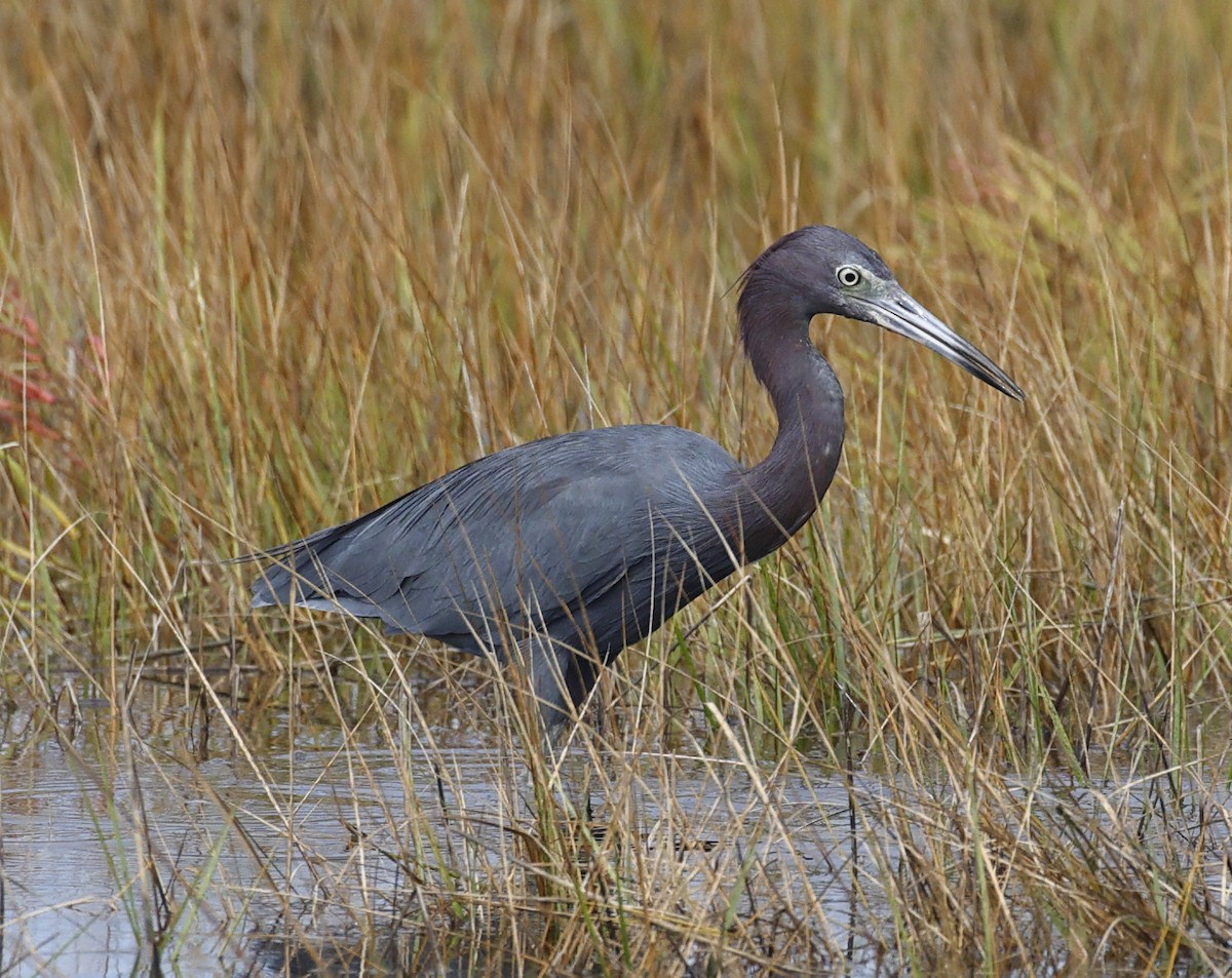 Little Blue Heron - ML641716161