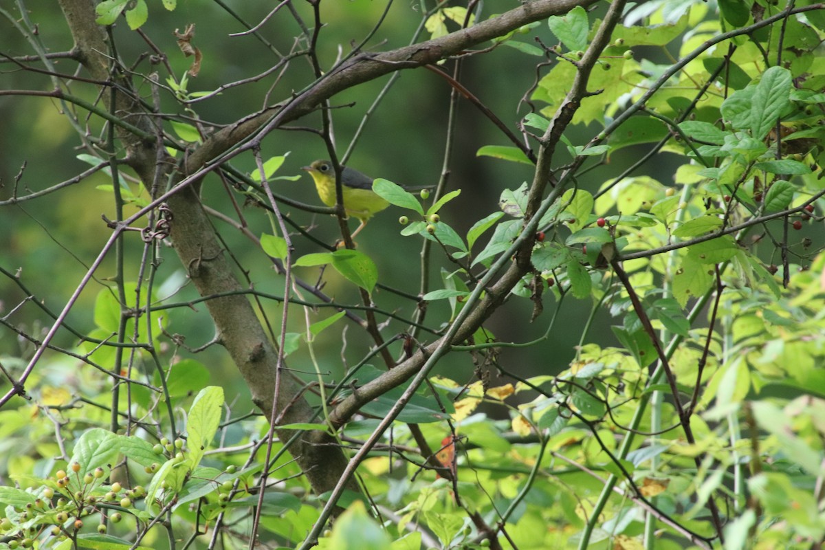 Canada Warbler - ML641716165