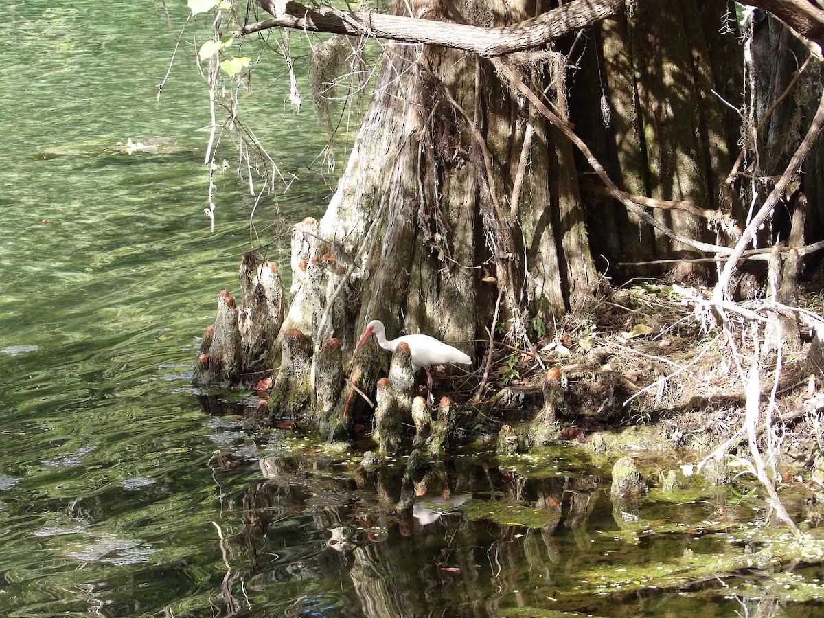White Ibis - ML641716243