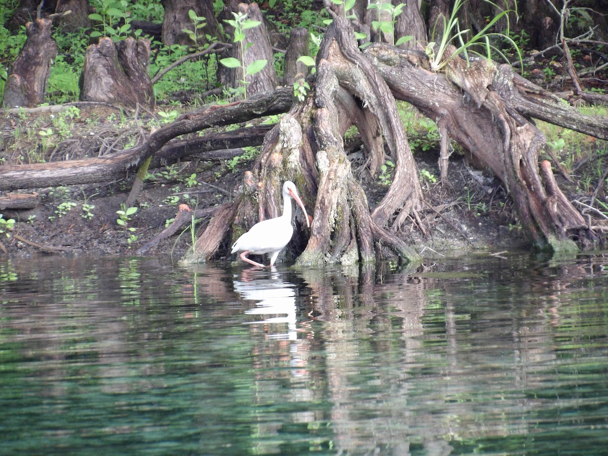 White Ibis - ML641716244