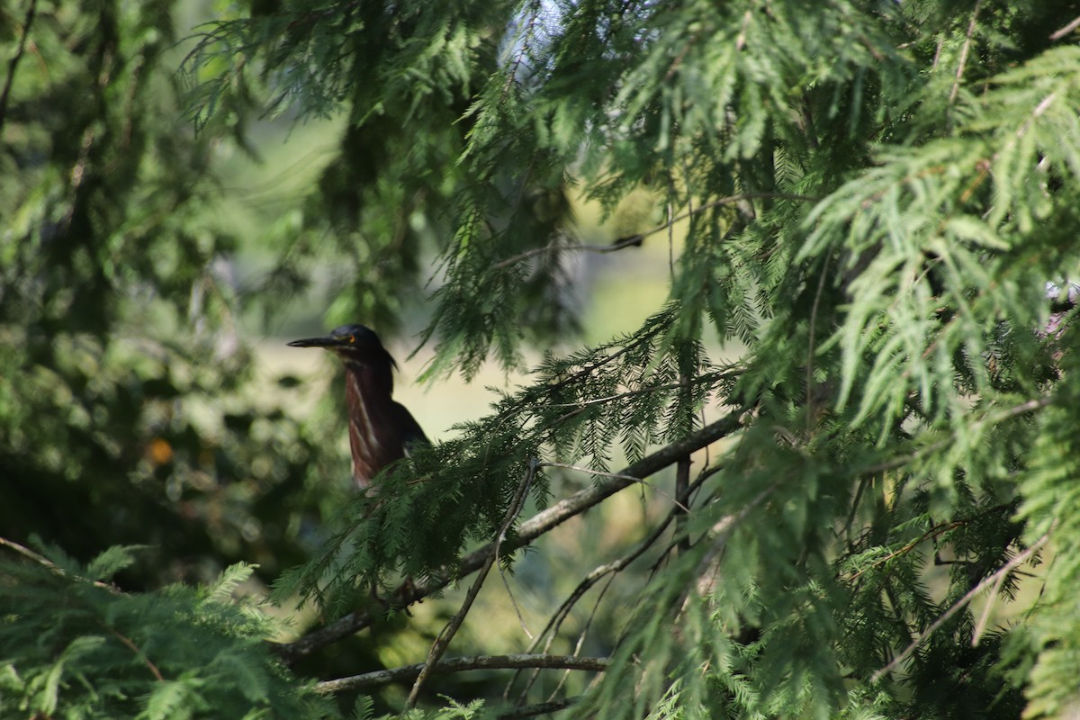 Green Heron - ML641716262