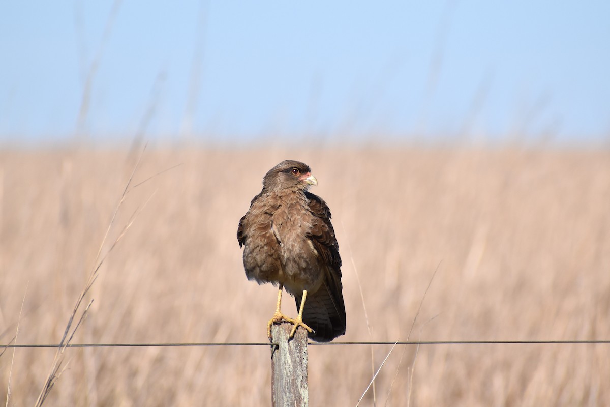 Chimango Caracara - ML641716270
