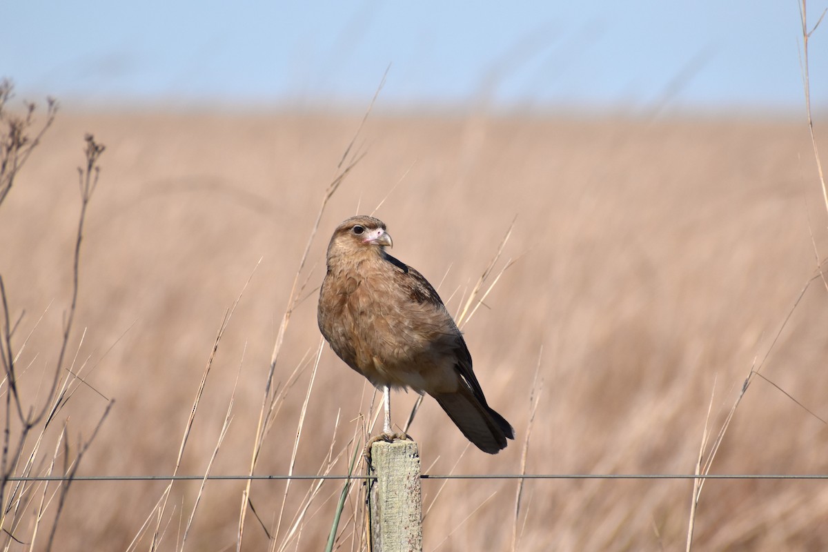 Chimango Caracara - ML641716271
