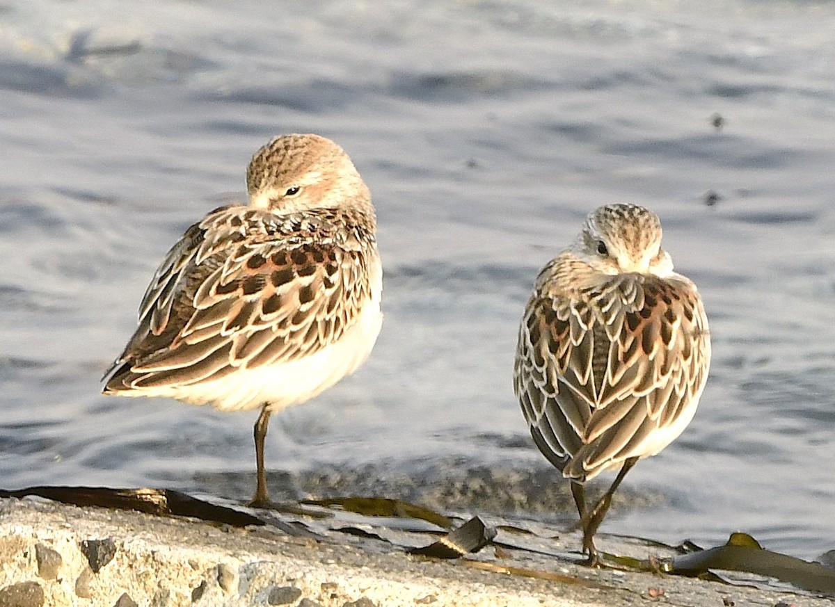 Western Sandpiper - ML641716273
