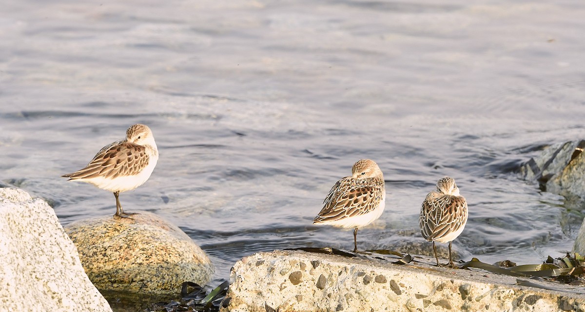 Western Sandpiper - ML641716276