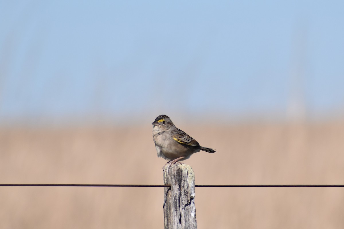 Grassland Sparrow - ML641716287