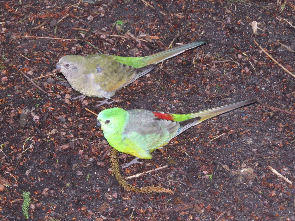 Red-rumped Parrot - ML64171631