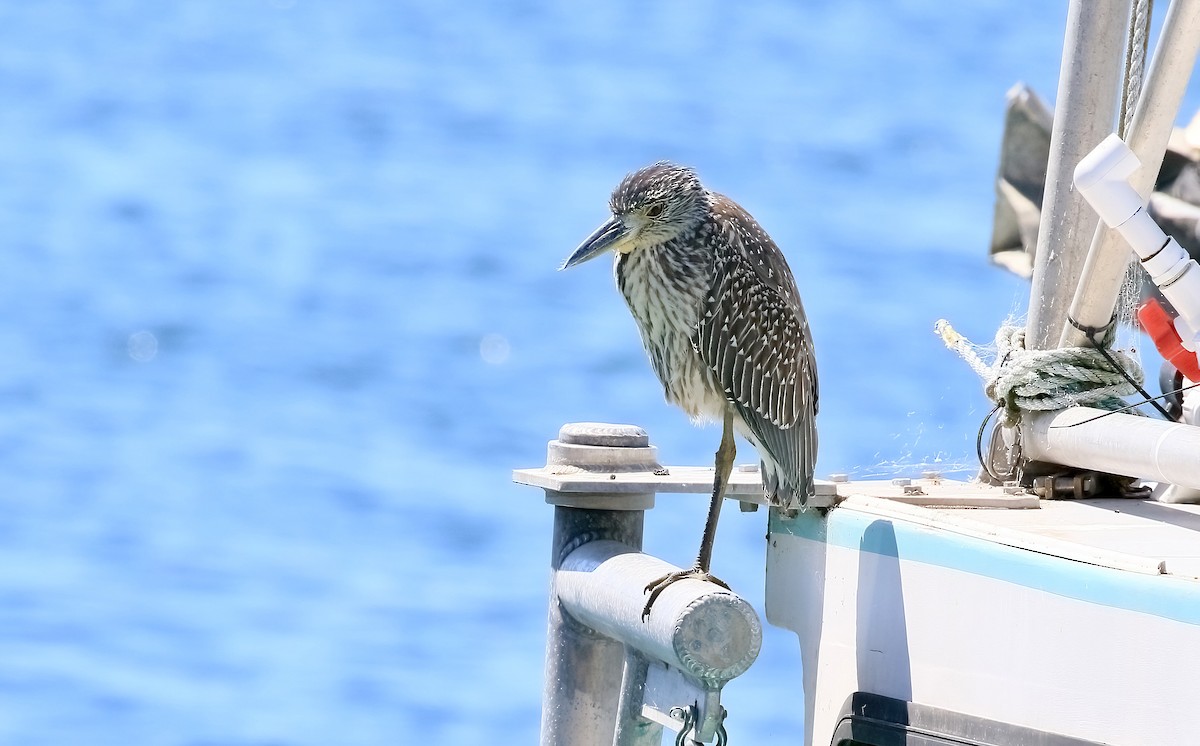 Yellow-crowned Night Heron - ML641716344