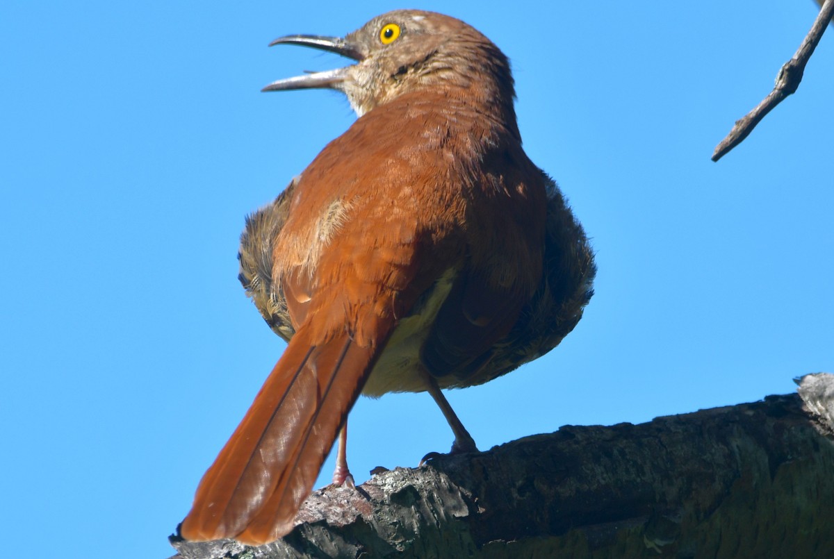 Brown Thrasher - ML641716413