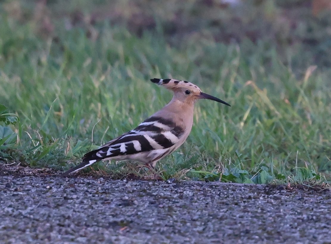 Eurasian Hoopoe - ML641716433