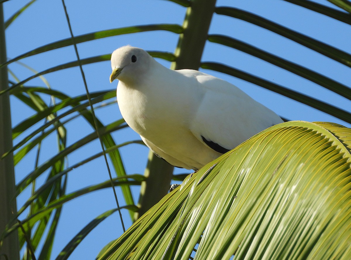 Torresian Imperial-Pigeon - ML641716444