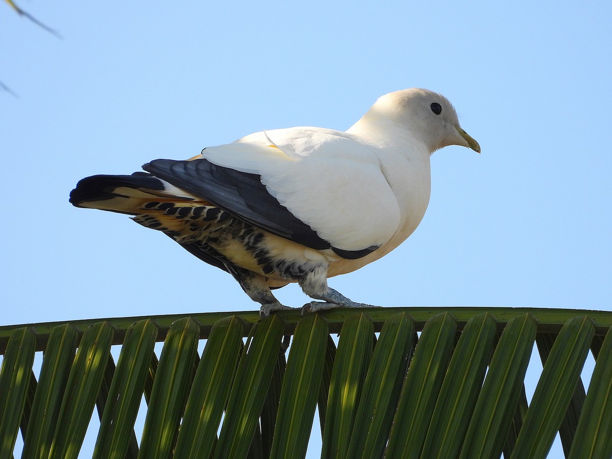 Torresian Imperial-Pigeon - ML641716451