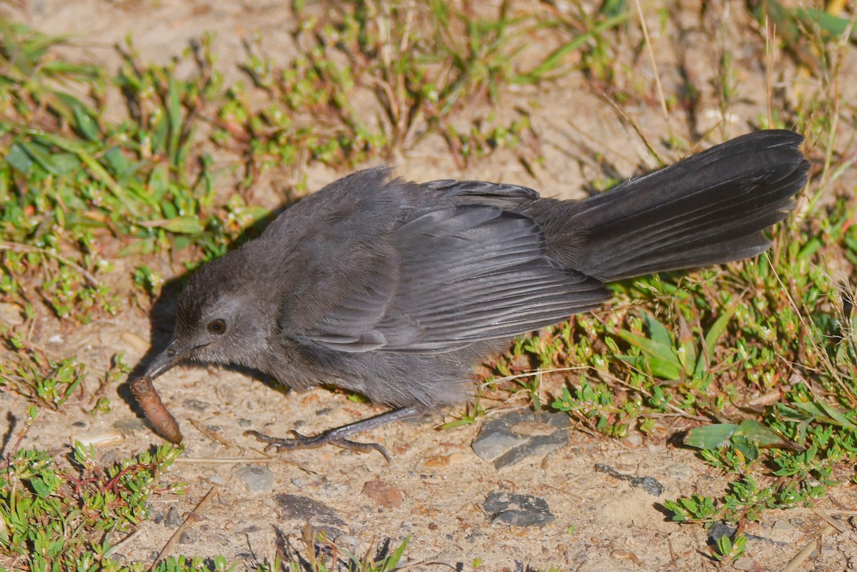 Gray Catbird - ML641716454
