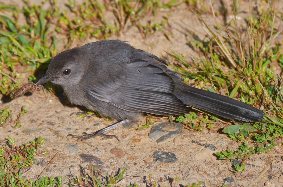 Gray Catbird - ML641716455