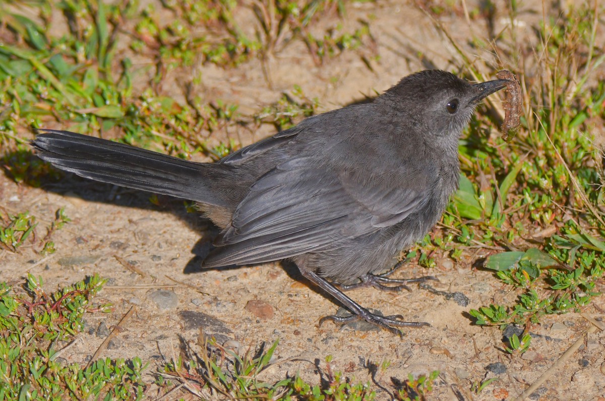 Gray Catbird - ML641716456