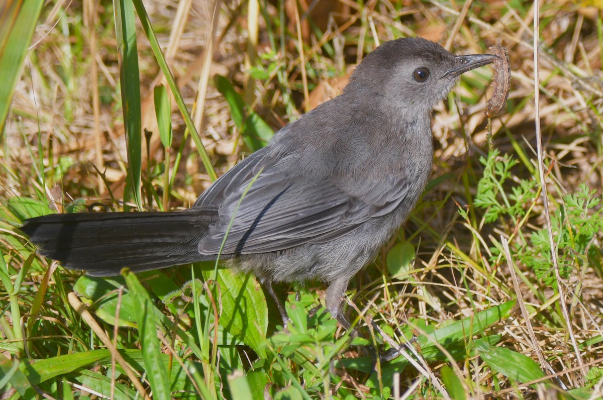 Gray Catbird - ML641716457