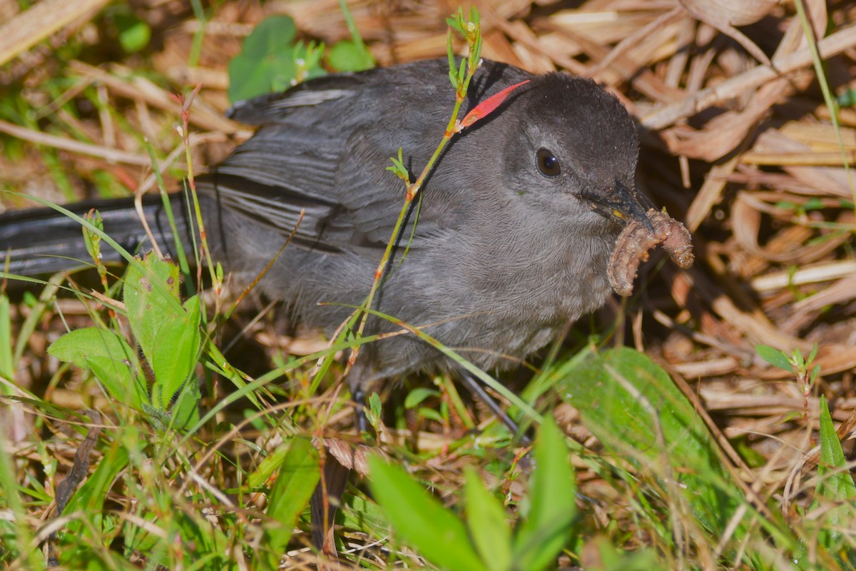 Gray Catbird - ML641716458