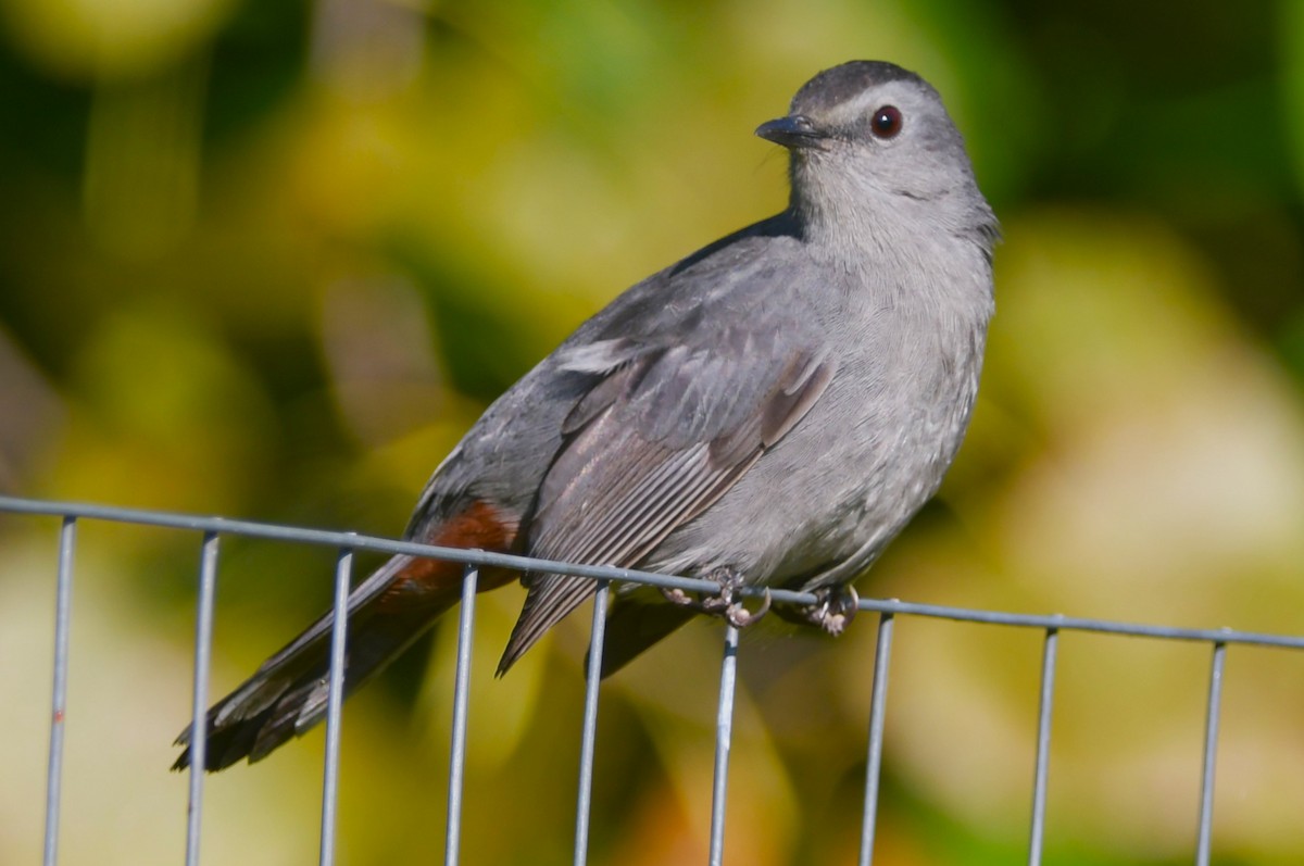 Gray Catbird - ML641716460