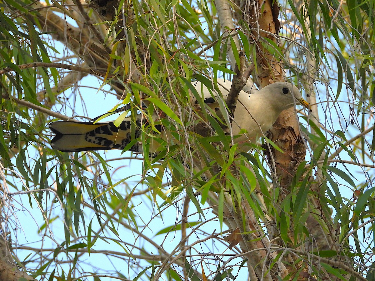 Torresian Imperial-Pigeon - ML641716491