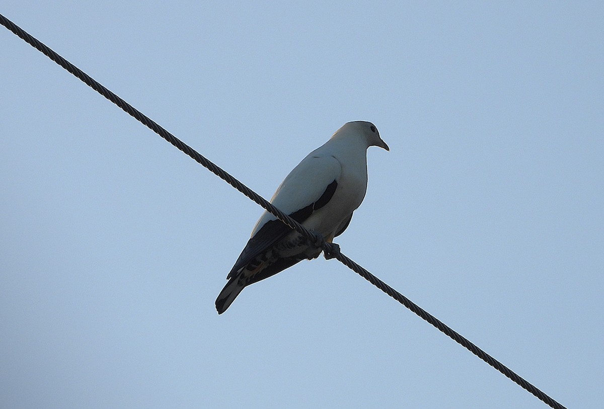 Torresian Imperial-Pigeon - ML641716494