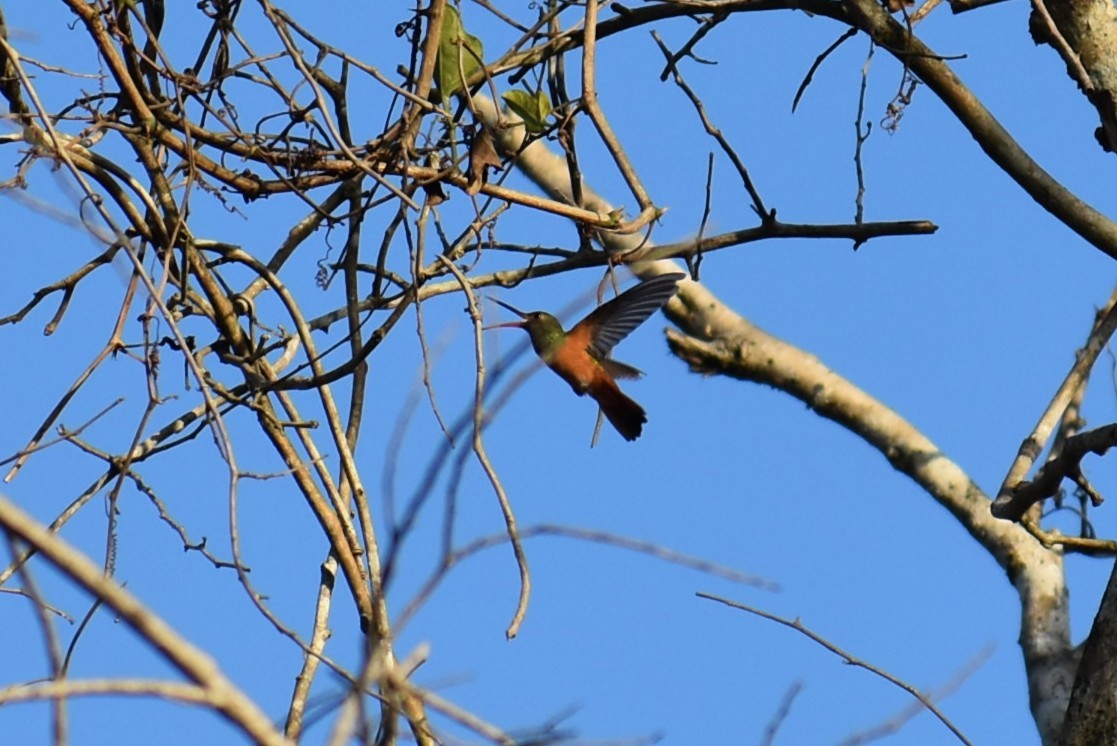 Buff-bellied Hummingbird - ML641716502