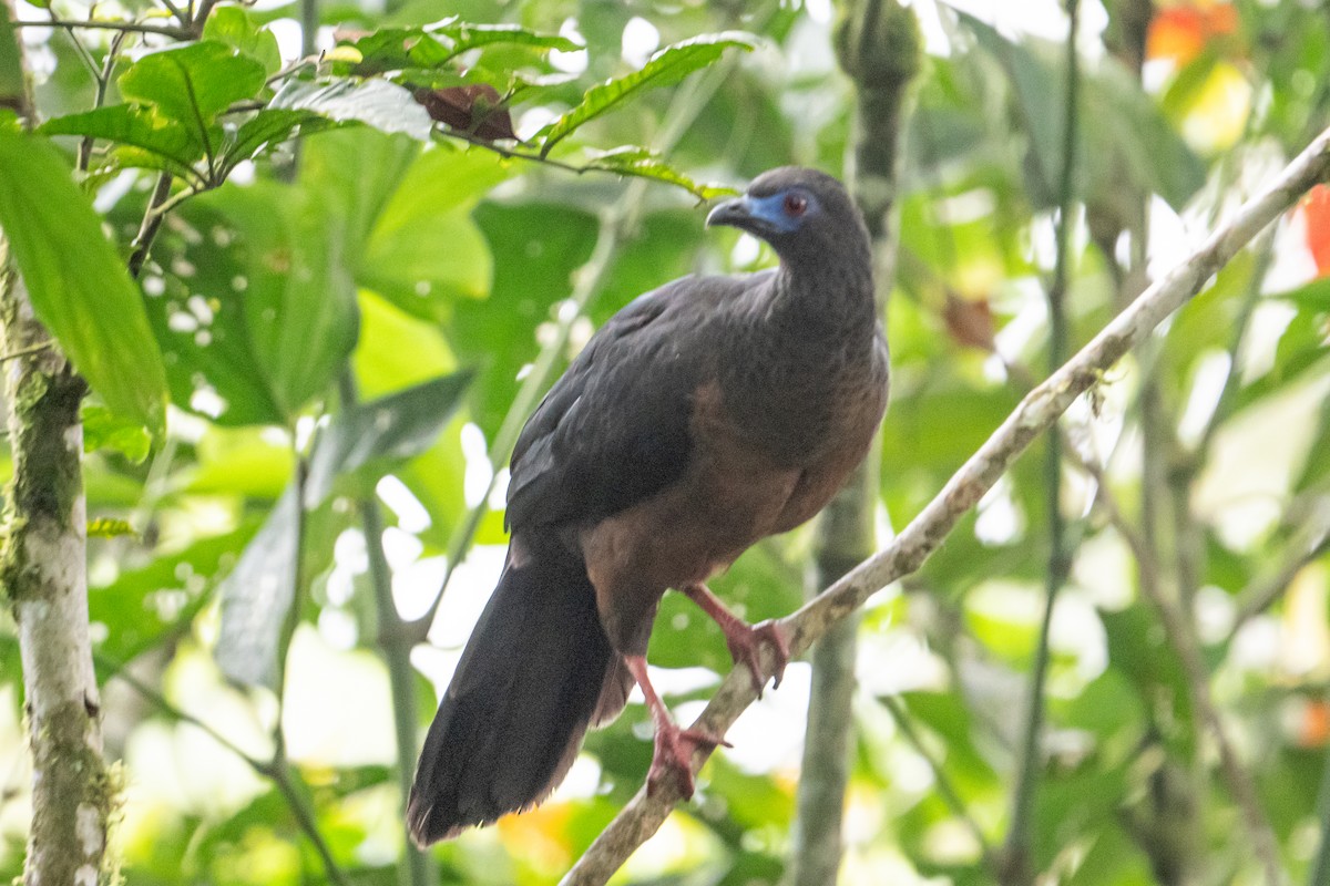 Sickle-winged Guan - ML641716505