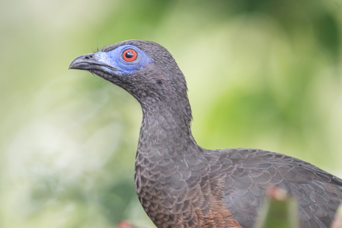 Sickle-winged Guan - ML641716512
