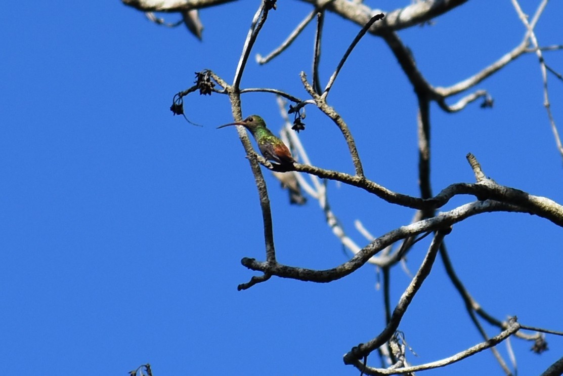 Buff-bellied Hummingbird - ML641716523