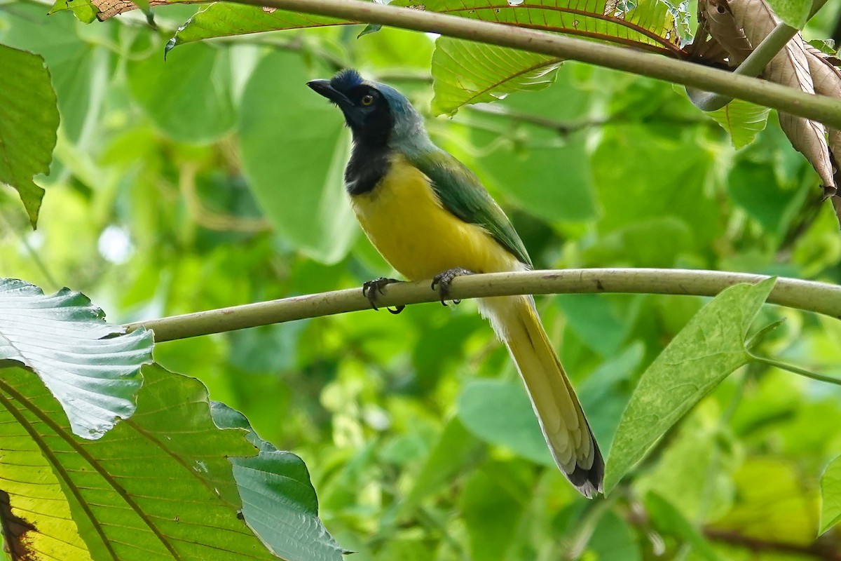 Green Jay (Inca) - ML641716530