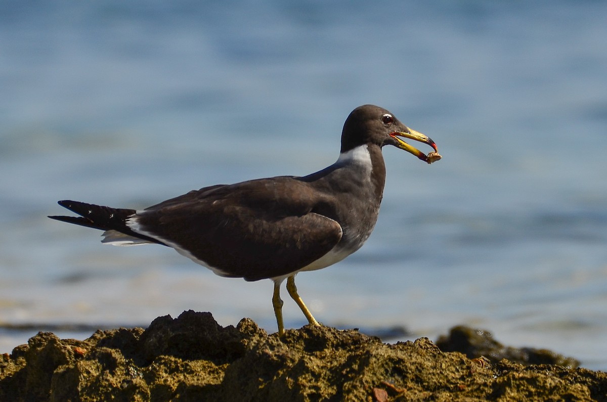 Sooty Gull - ML641716554