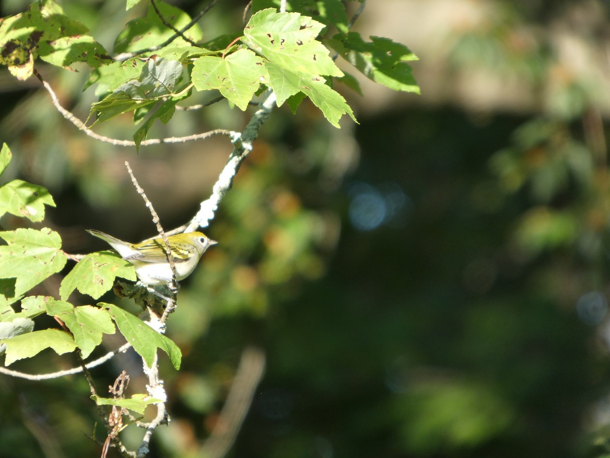 Chestnut-sided Warbler - ML641716576