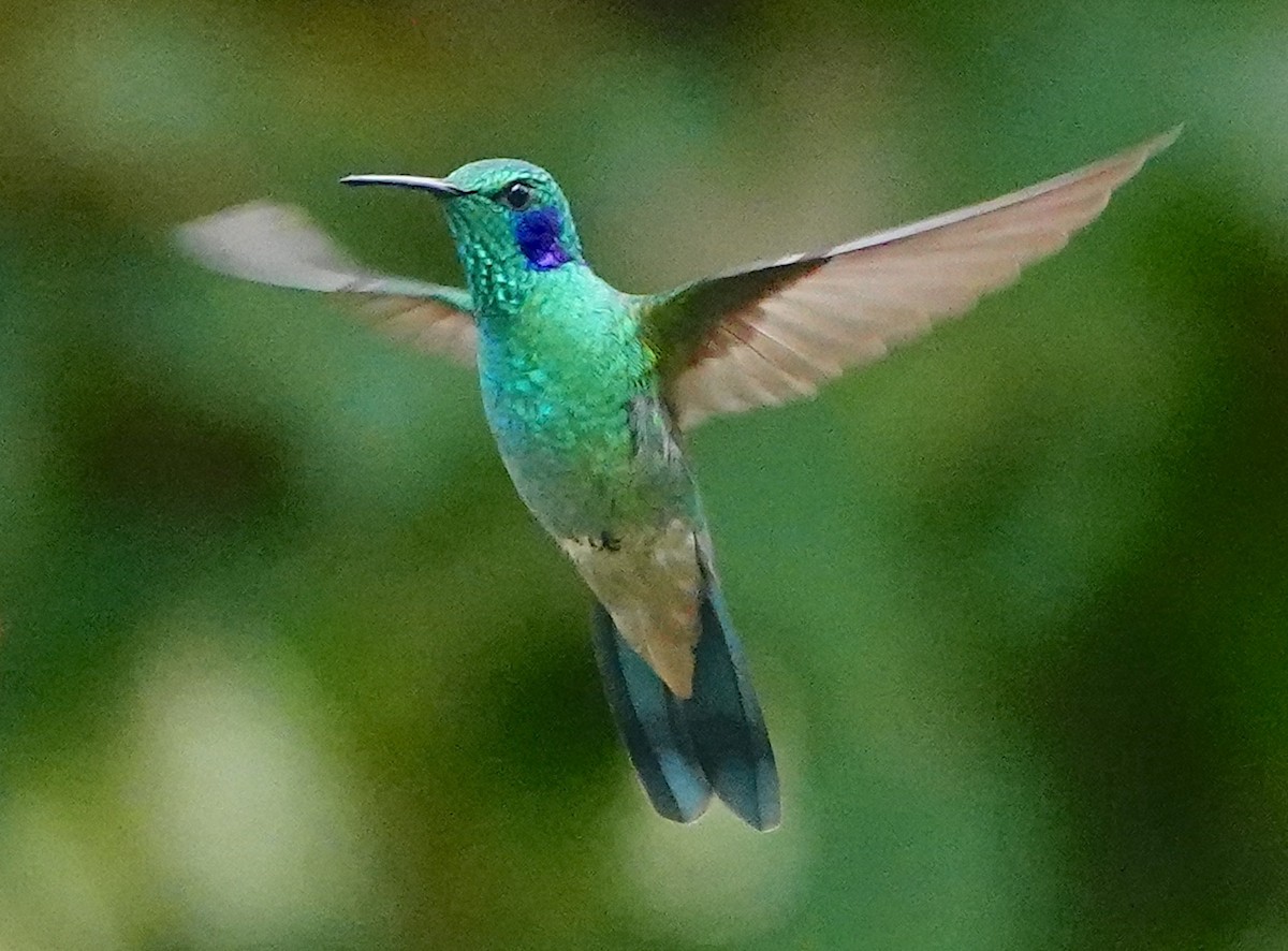 Küçük Morkulak (cyanotus/crissalis) - ML641716586