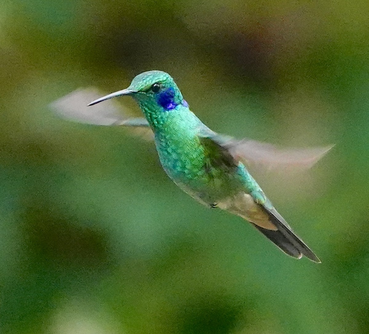 Küçük Morkulak (cyanotus/crissalis) - ML641716589