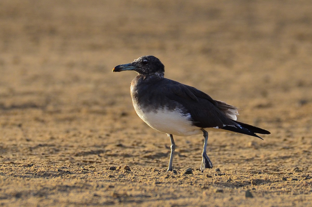 Sooty Gull - ML641716598