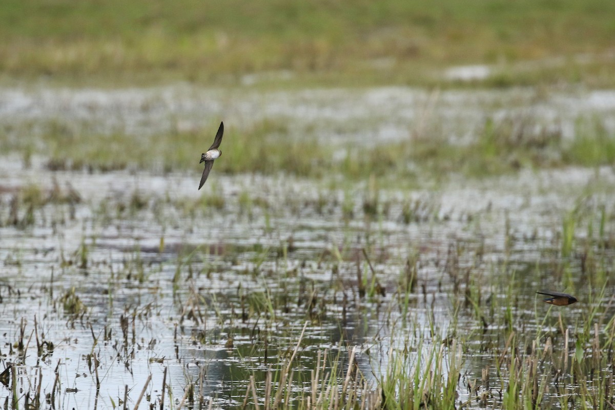 Cliff Swallow - ML641716599