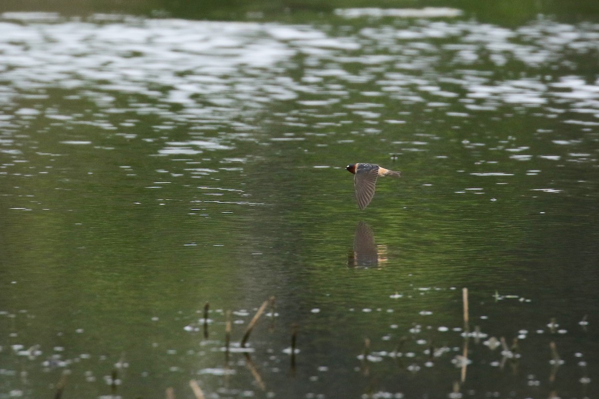 Cliff Swallow - ML641716604