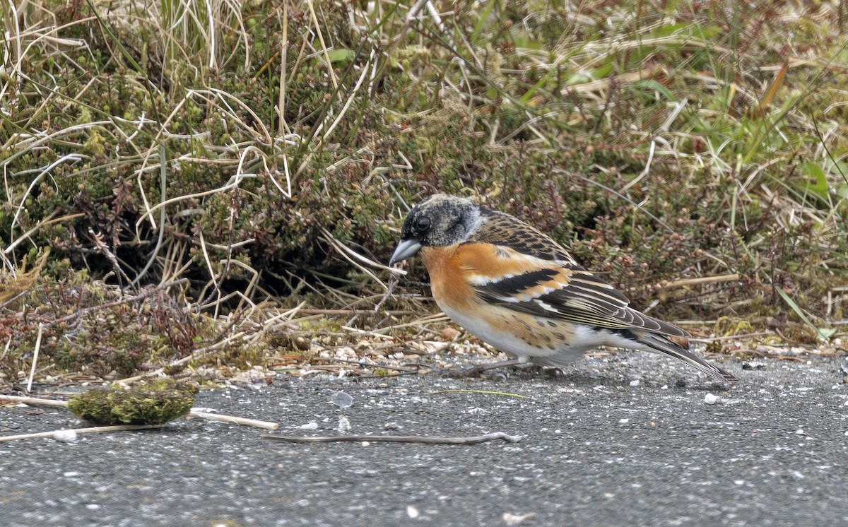 bjørkefink - ML641716622