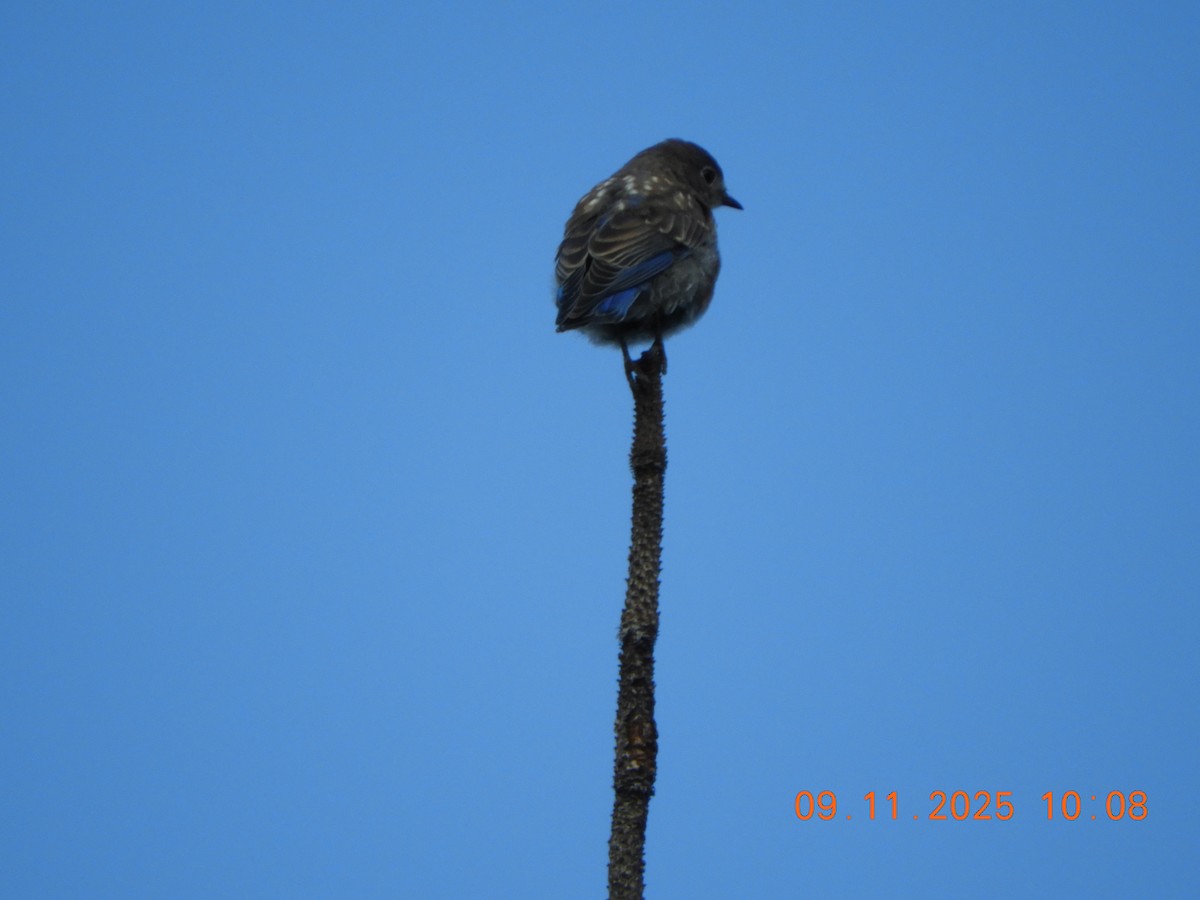 Western Bluebird - ML641716669